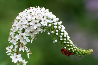 Lysimachia-Juli06-01.jpg