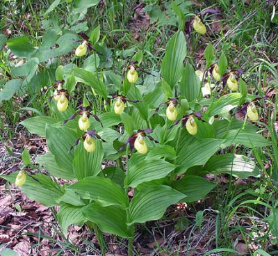 frauenschuh_brunnental.jpg