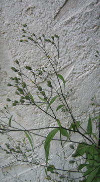 Rainkohl_Lapsana_communis.jpg