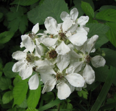 WILD_MO_1007_I.jpg