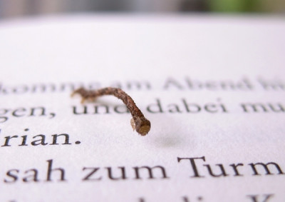 new_Buecherwurm.jpg