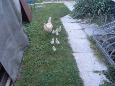 Huhnerfamilie.jpg