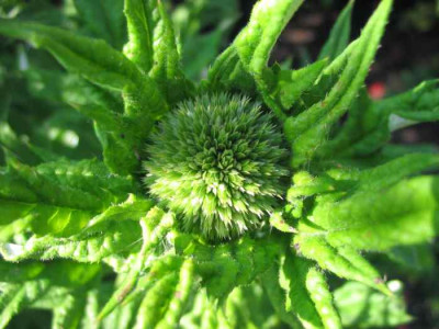 Kugeldistel_F.jpg