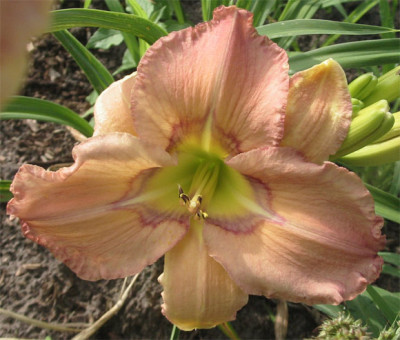 195-9583ab_IMG.jpg