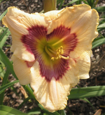 195-9579ab_IMG.jpg
