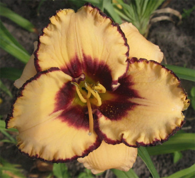 195-9589a_IMG.jpg