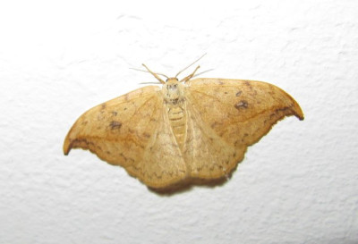 Drepana falcataria 150810.jpg