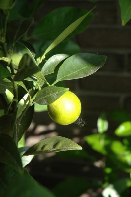 A0423_Large.JPG