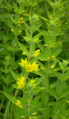 lysimachia_punctata.jpg