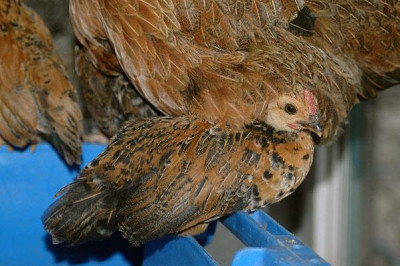huhn4755.jpg