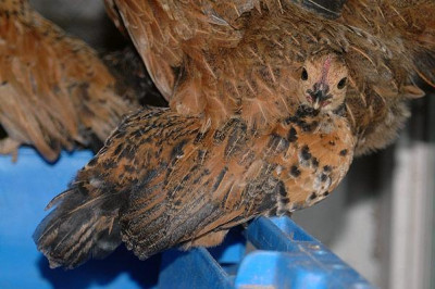 huhn4756.jpg