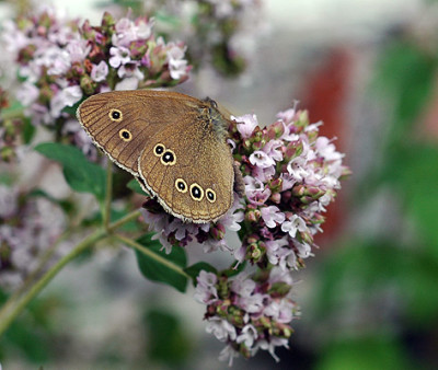 schmetti5118.jpg
