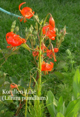 20040608_lilium_pumillum.jpg