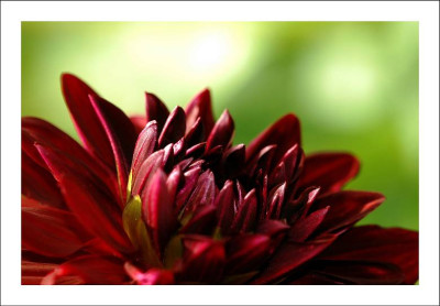 Dahlia_1_09-07-2006.jpg