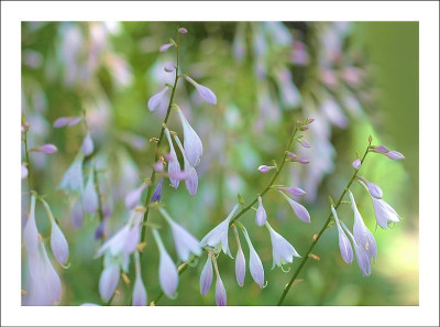 Hostas_1_09-07-2006.jpg
