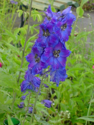 20040608_delphinium_blau.jpg