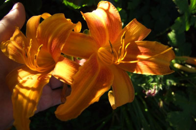 2015_0813last0071.JPG