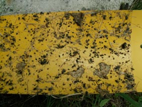 gelbtafel.jpg