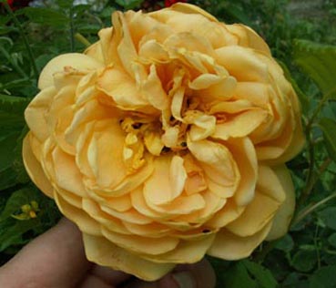 rose_kafer_2.jpg