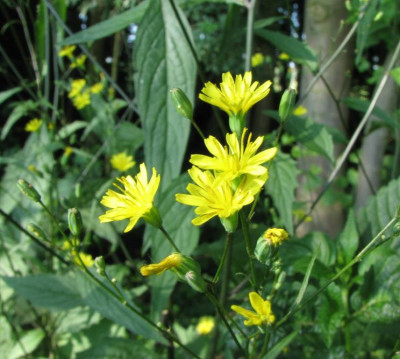 WILD_DI_1107_I.jpg