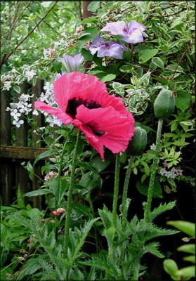 Tx_Mohn.JPG