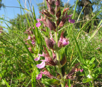 WILD_DI_1107_XI.jpg