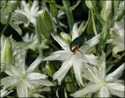 Camassia.JPG