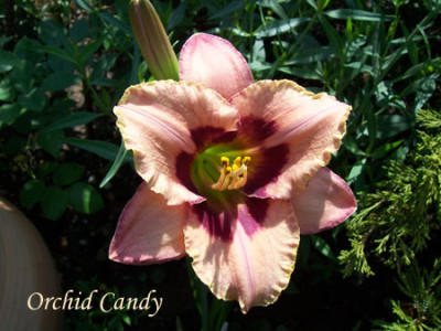 Orchid__Candy.jpg