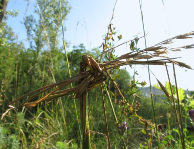 WILD_DI_1107_VIII.jpg