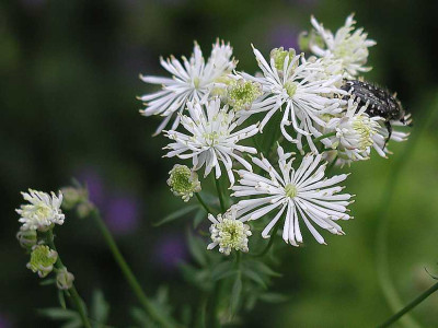 Thalictrum_osmundifolium_IIX.JPG