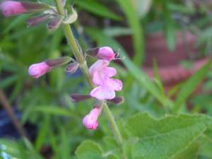 Salvia_sp3.jpg