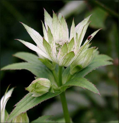 Astrantia_..JPG