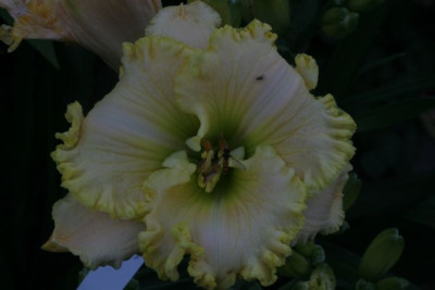 Green_mystiq_1210.jpg