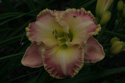 Orchid_Blush-1084.jpg