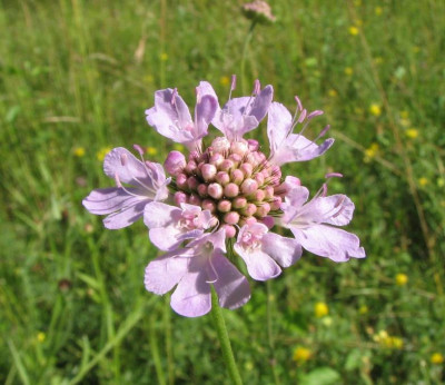 WILD_DI_1107_XIV.jpg