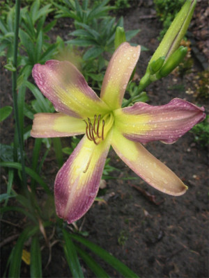 196-9611a_IMG.jpg