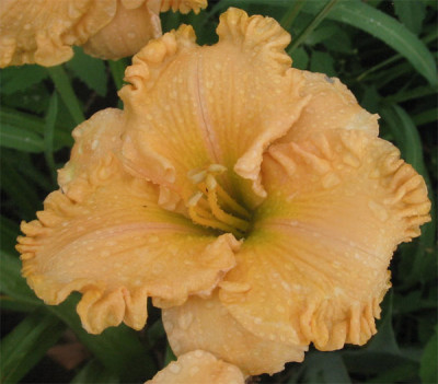 196-9636ab_IMG.jpg