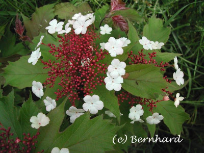 viburnum_sargentii_on_bluet.jpg