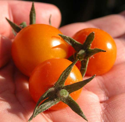 sungold_.jpg