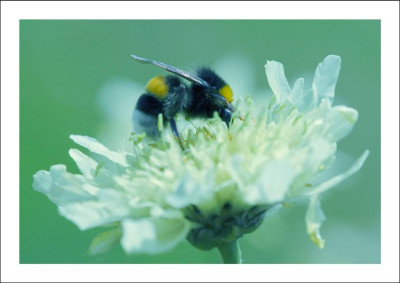 Scabiosenhummel_1_09-07-2006.jpg