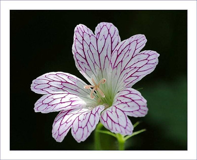 Geranium_1_09-07-2006.jpg