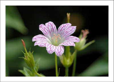 Geranium_2_09-07-2006.jpg