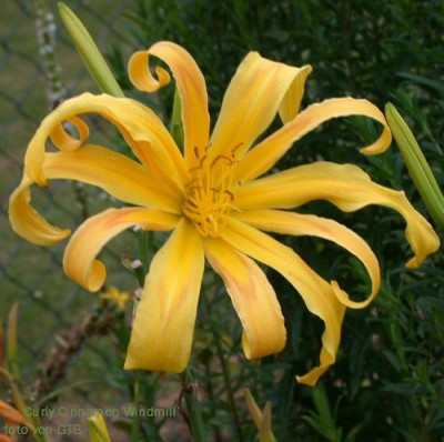Curly_Cinnamon_Windmill_2.10011.jpg