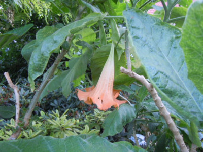 apricot riese.JPG