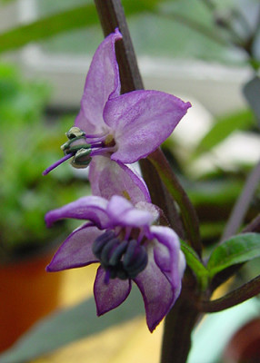 chili_pretty_in_purple.jpg