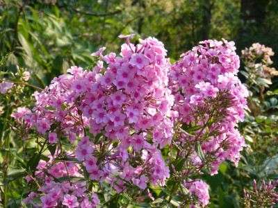 2015-08-13 Phlox 'Miss Pepper'.jpg