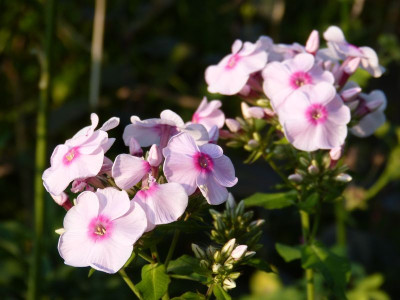 2015-08-13 Phlox 'Sommerbouquet'.jpg