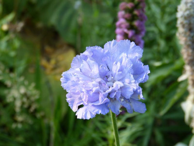 2015-08-13 Scabiosa caucasica 'Gudrun'.jpg