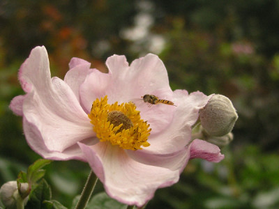 Anemone_Loreley.jpg