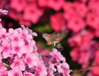 2015-08-13 Taubenschwänzchen.jpg